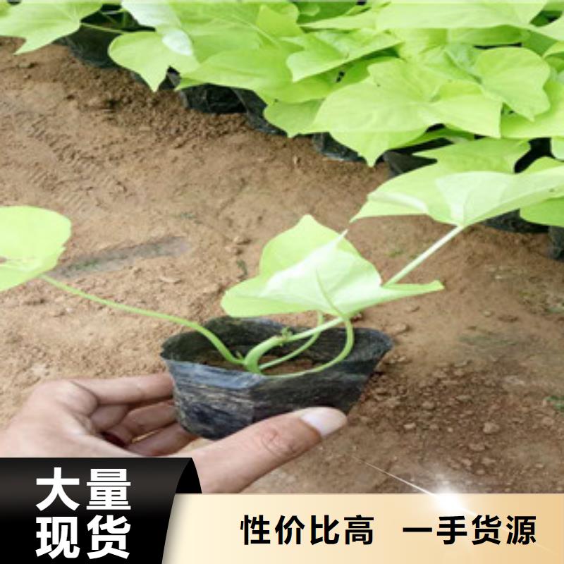 【时令草花】水生植物/荷花睡莲质保一年