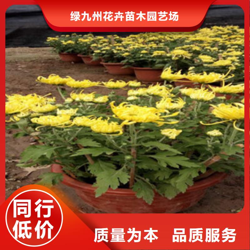 时令草花_花海景观工程高质量高信誉