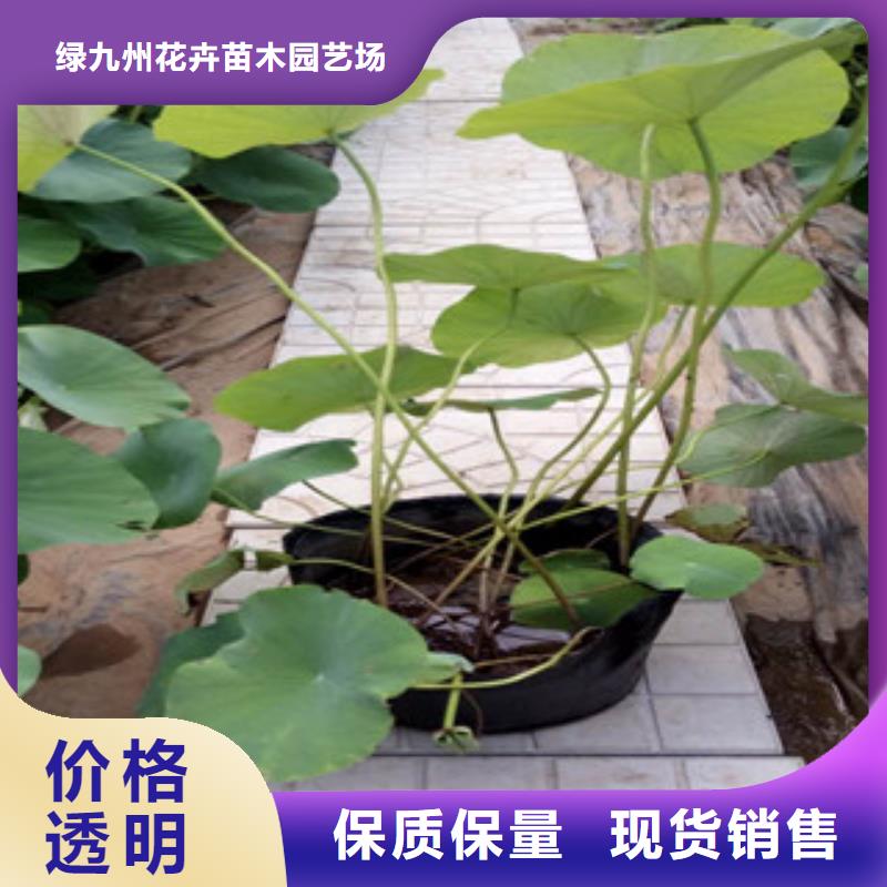 【时令草花】水生植物/荷花睡莲质保一年