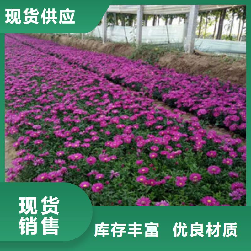 时令草花花海景观工程追求品质