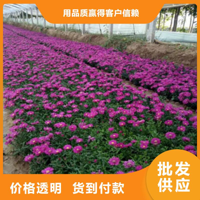 时令草花耐寒耐旱草花基地实力工厂