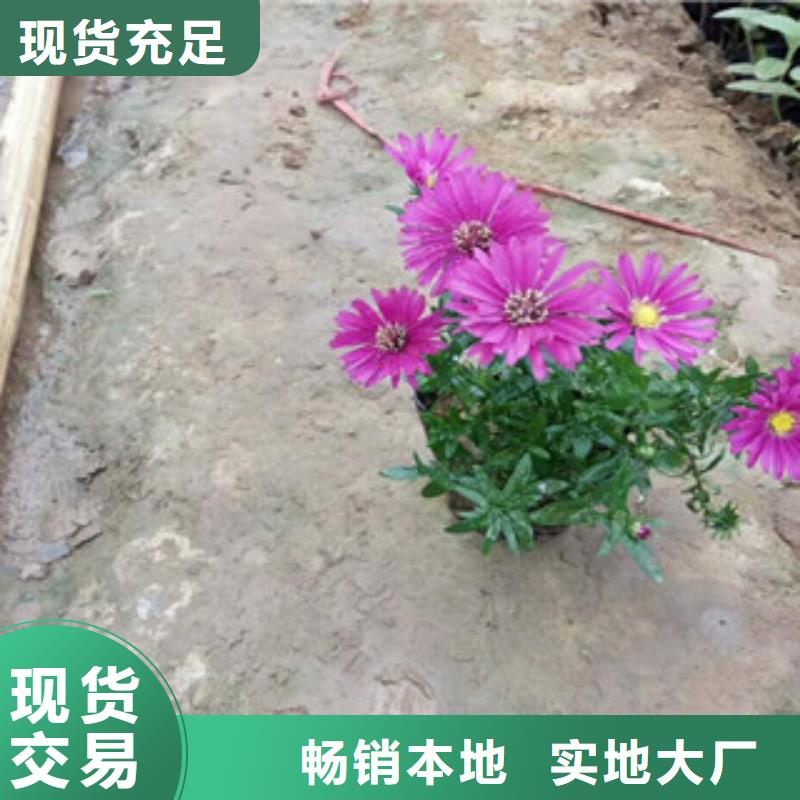 【时令草花五一国庆草花批发让利客户】