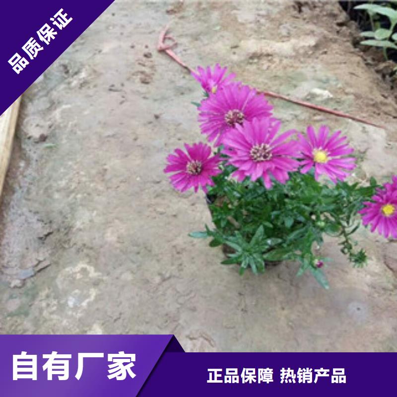 时令草花柳叶马鞭草/薰衣草实力厂商