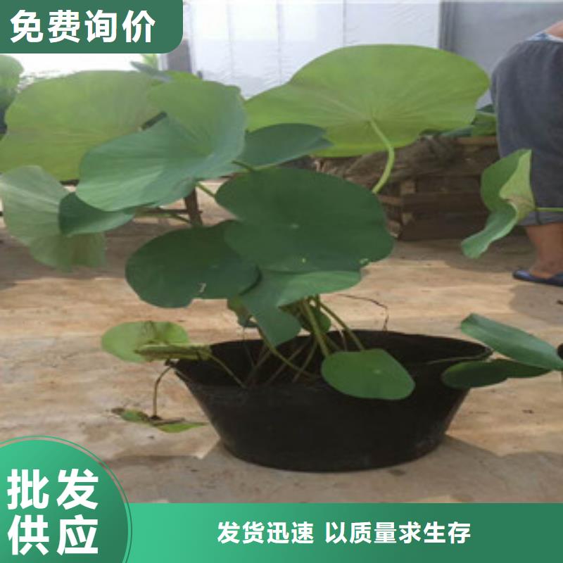 时令草花水生植物/荷花睡莲今年新款