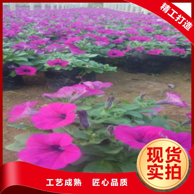 【时令草花-时令花卉/绿化草花价格敢与同行比质量】