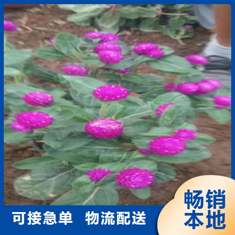 时令草花_花海景观工程高质量高信誉