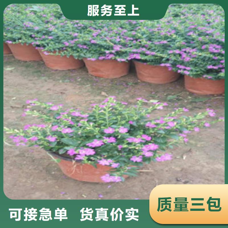 时令草花【宿根花卉基地】品质之选