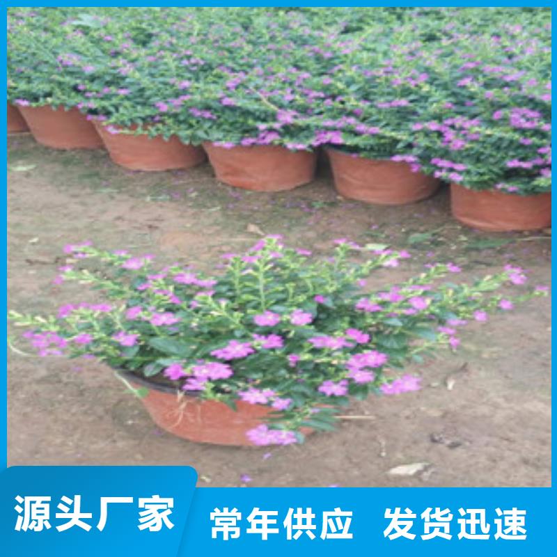 时令草花_宿根花卉基地支持货到付清