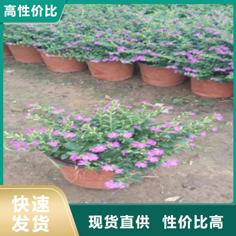 时令草花耐寒耐旱草花基地一站式供应