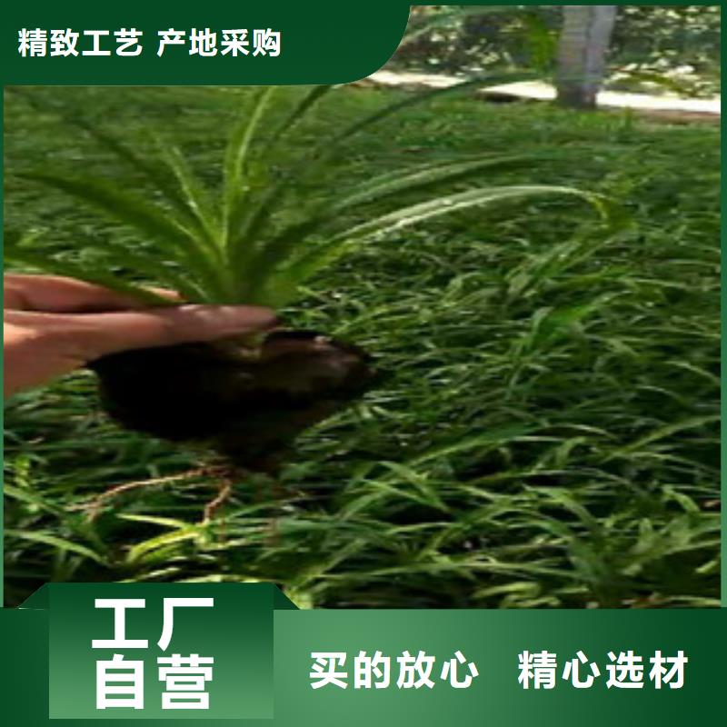 时令草花耐寒耐旱草花基地诚信商家服务热情