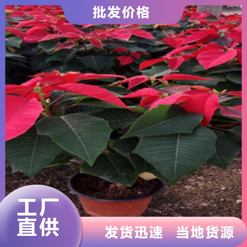 【时令草花花海景观工程支持批发零售】