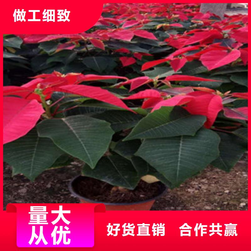 时令草花五一国庆草花批发产品参数