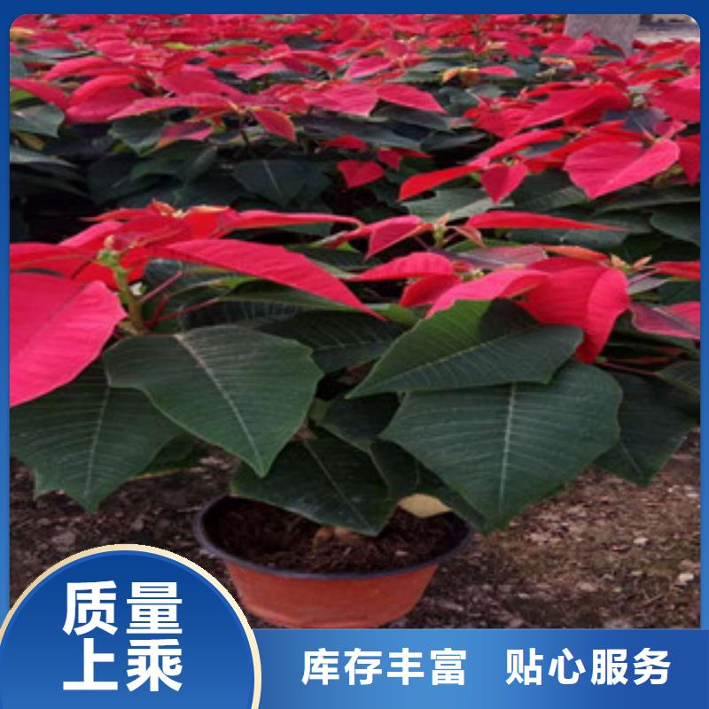 【时令草花-水生植物/荷花睡莲可零售可批发】