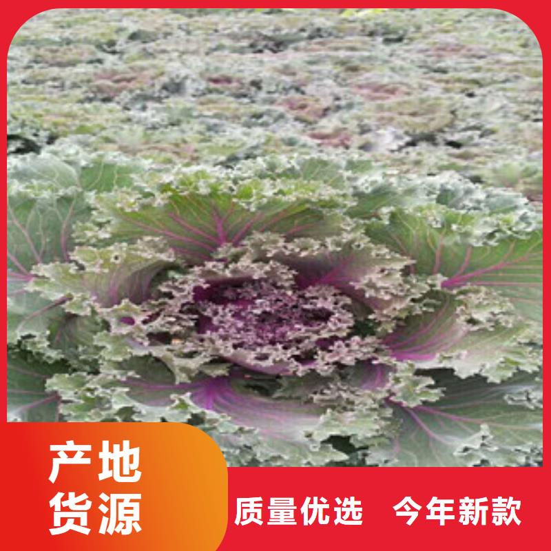 【时令草花】观赏草/蒲苇狼尾草现货供应