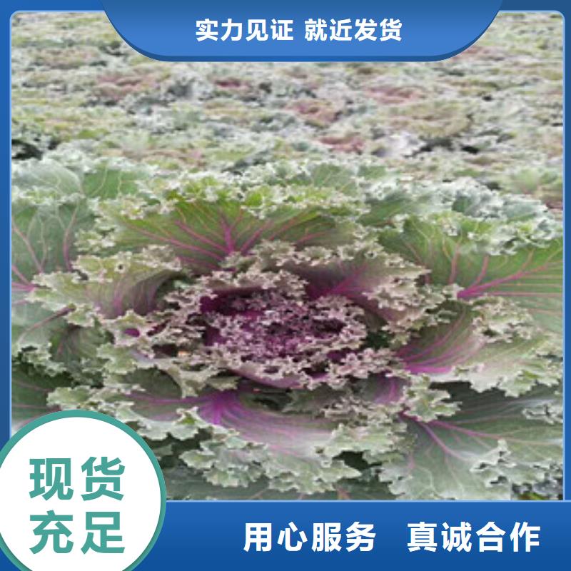 【时令草花五一国庆草花批发采购】