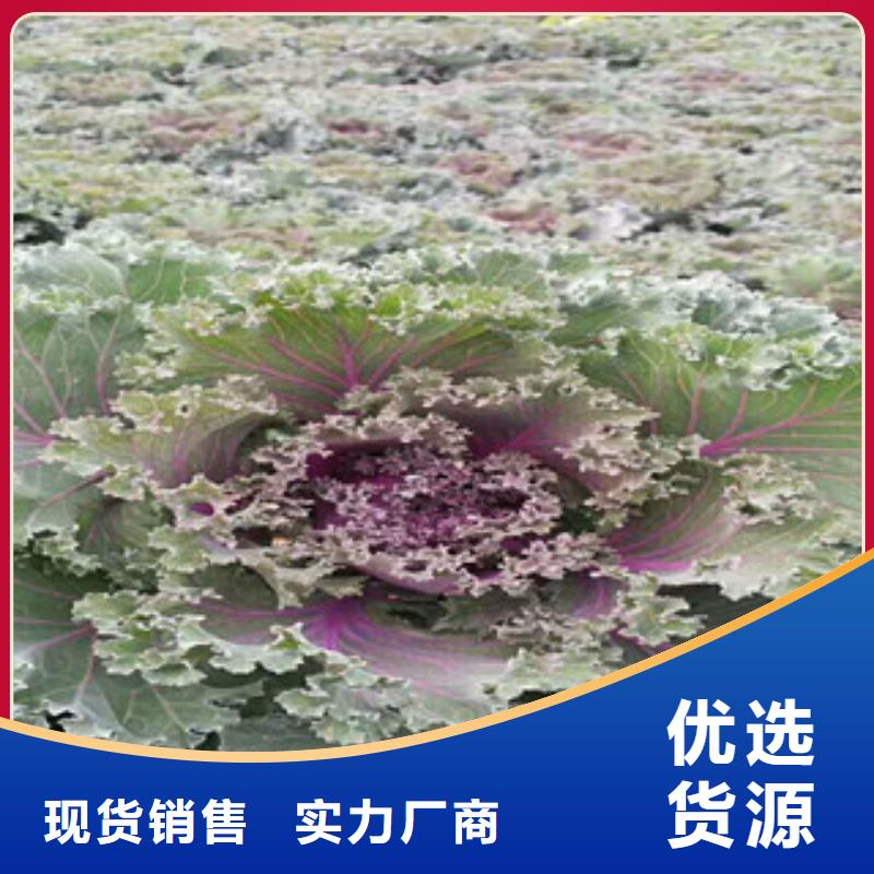 【时令草花耐寒耐旱草花基地极速发货】