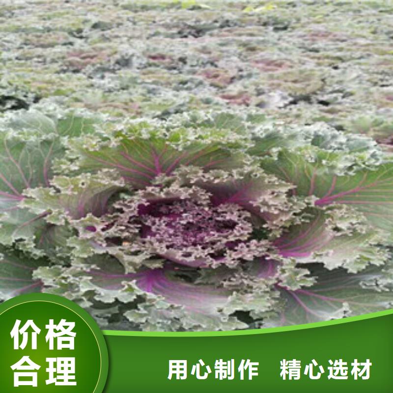 【时令草花耐寒耐旱草花基地极速发货】