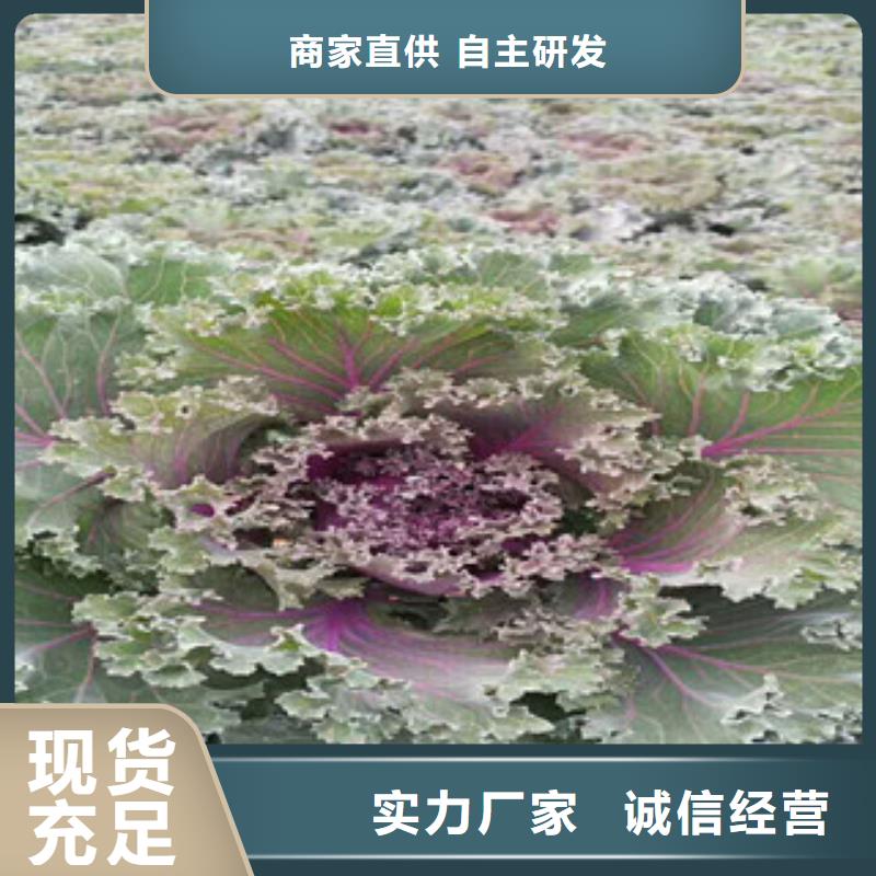 【时令草花-时令花卉/绿化草花价格敢与同行比质量】