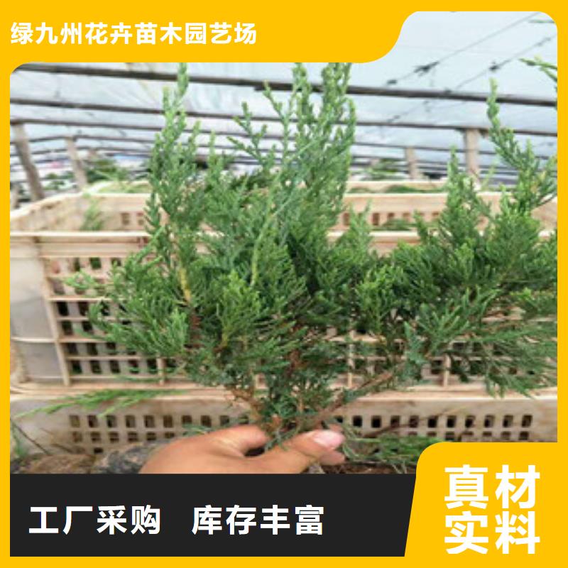 时令草花耐寒耐旱草花基地一站式供应