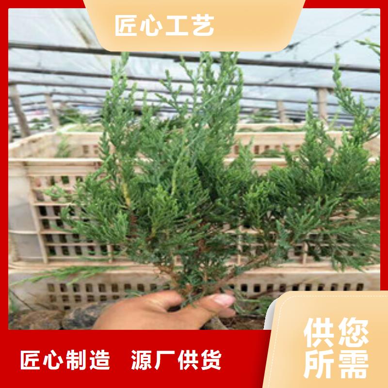 时令草花耐寒耐旱草花基地诚信商家服务热情