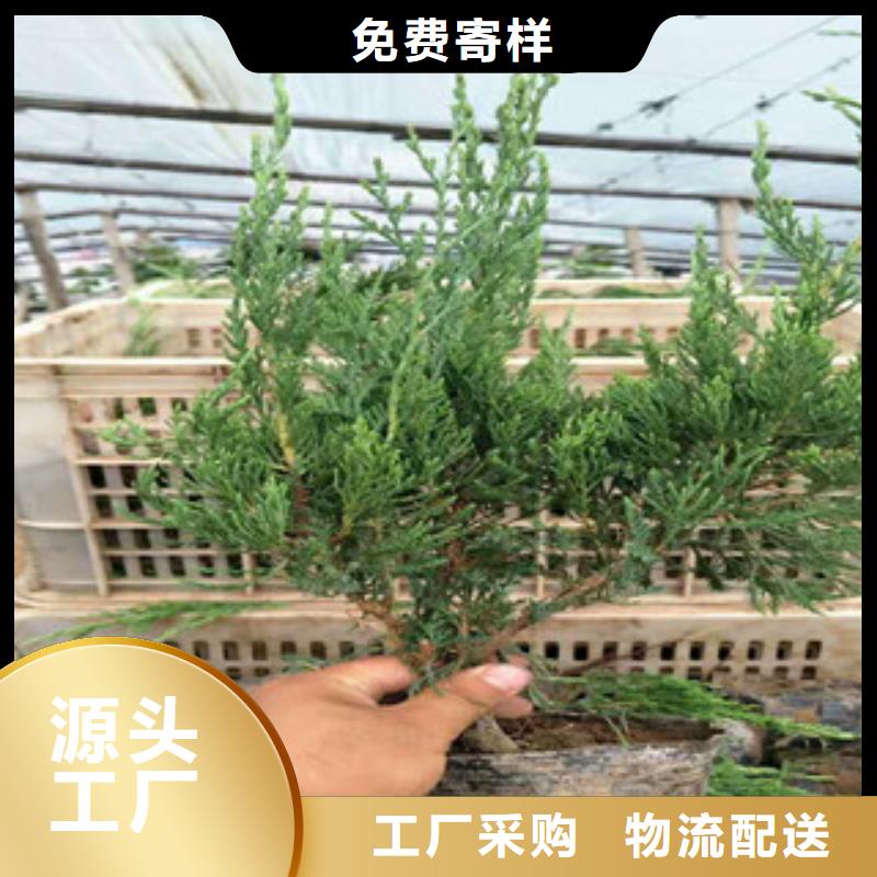 时令草花柳叶马鞭草/薰衣草产品细节参数