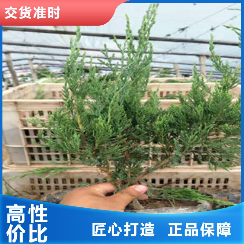 【时令草花花海景观工程精品优选】