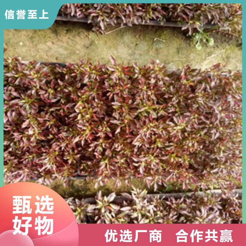 【时令草花花海景观工程支持批发零售】