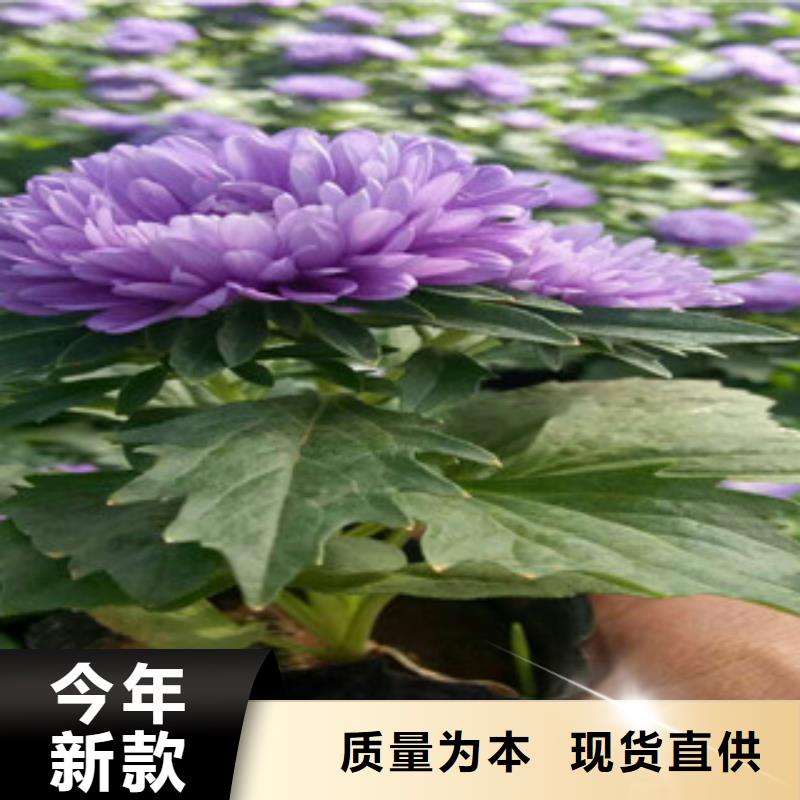 时令草花耐寒耐旱草花基地一站式供应