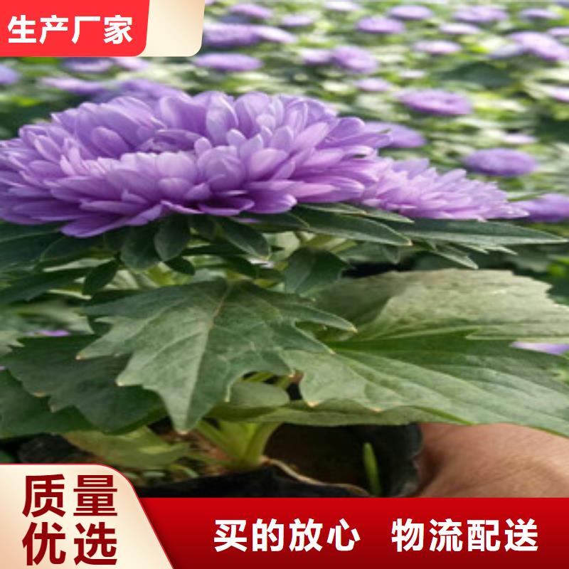 【时令草花,时令花卉/绿化草花价格助您降低采购成本】