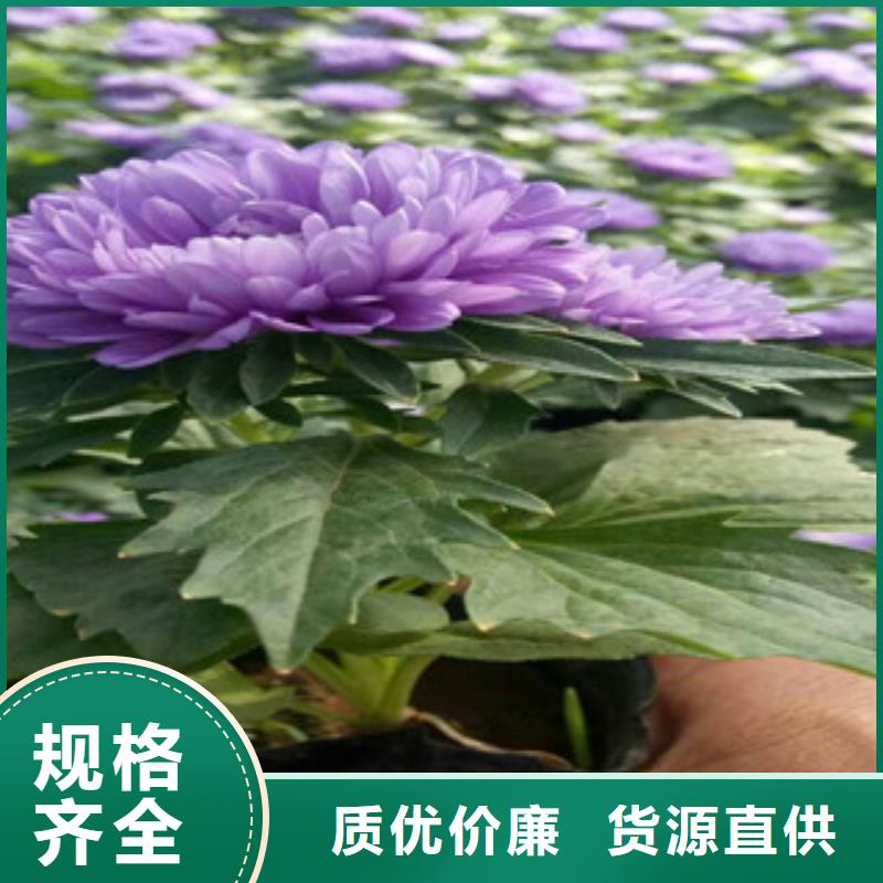 时令草花【耐寒耐旱草花基地】厂家直销供货稳定