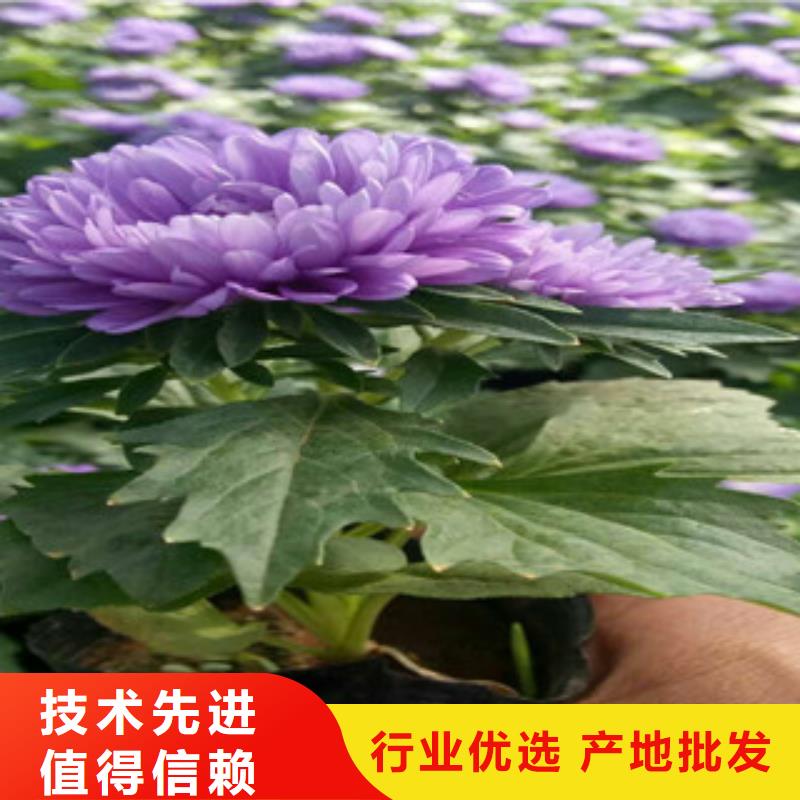 时令草花柳叶马鞭草/薰衣草产品细节参数