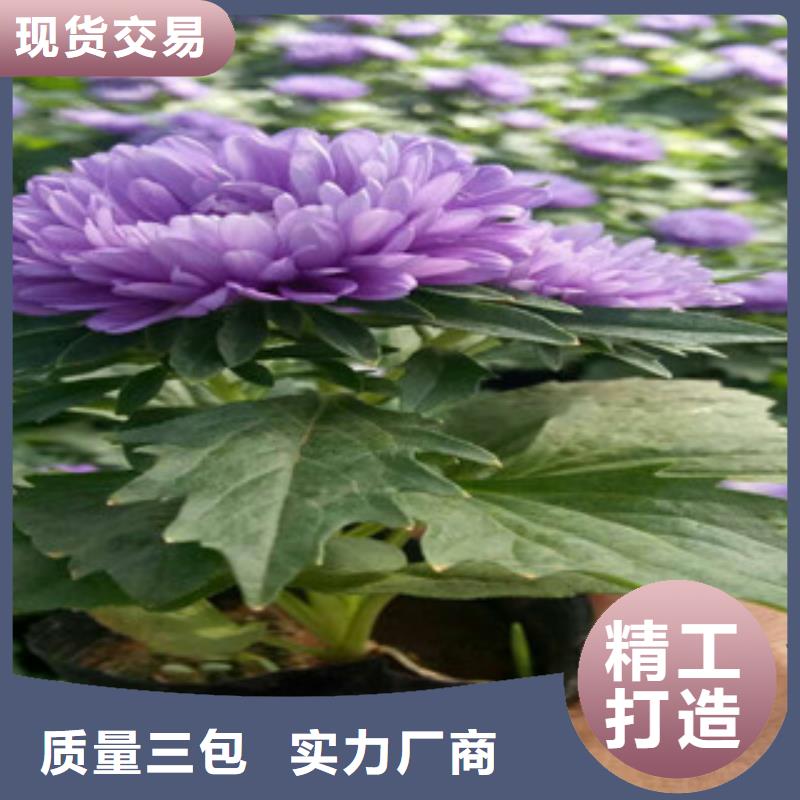 【时令草花耐寒耐旱草花基地制造厂家】