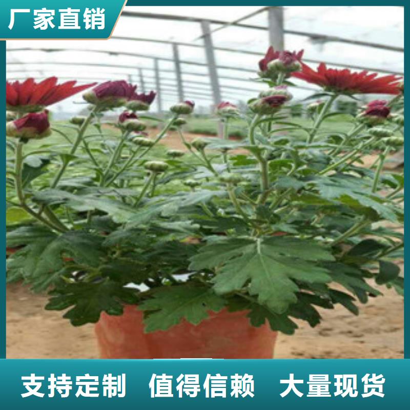 时令草花花海景观工程讲信誉保质量