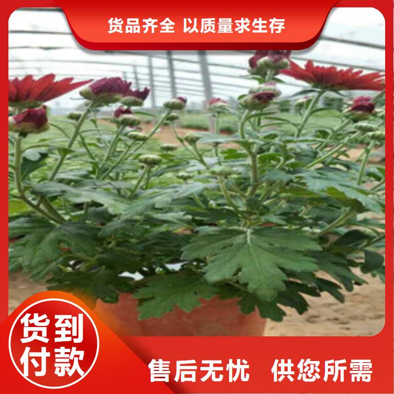 【时令草花_五一国庆草花批发根据要求定制】