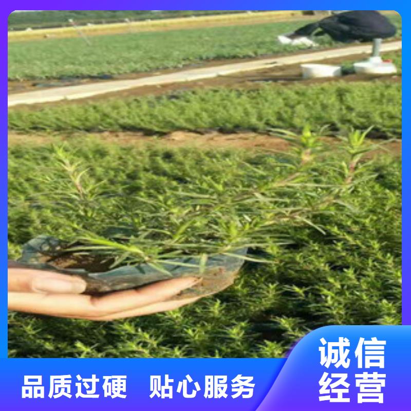 时令草花柳叶马鞭草/薰衣草工厂直营