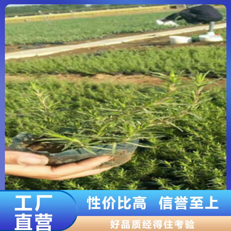 时令草花耐寒耐旱草花基地诚信商家服务热情