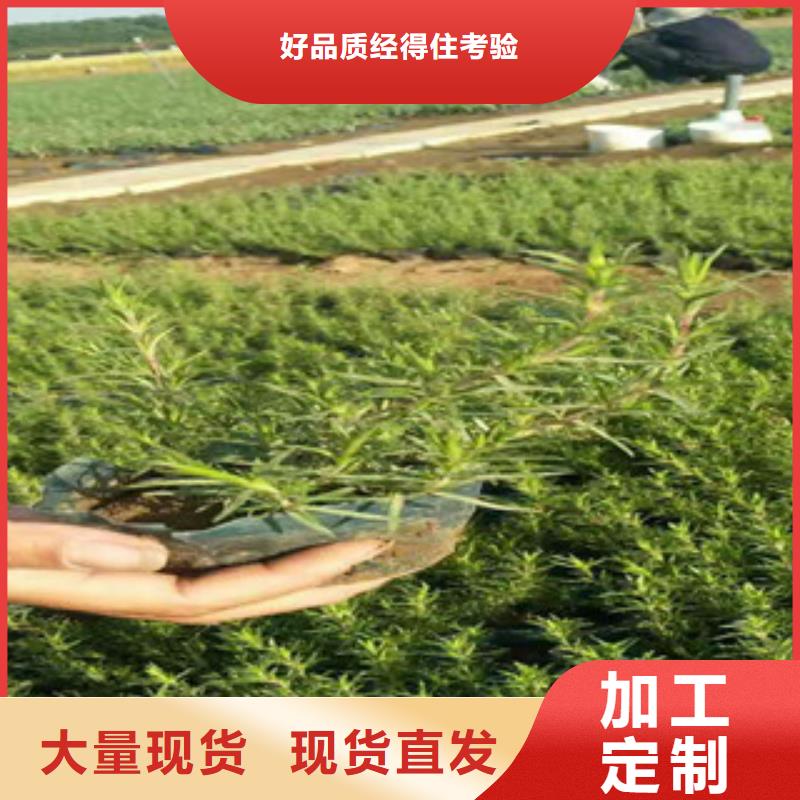 时令草花_花海景观工程高质量高信誉