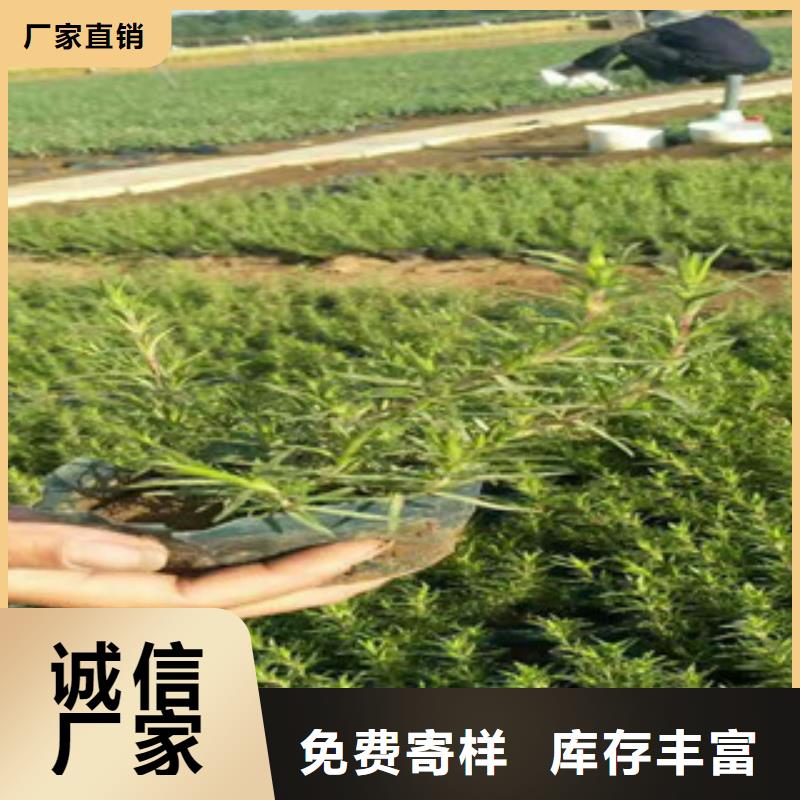 时令草花耐寒耐旱草花基地生产型