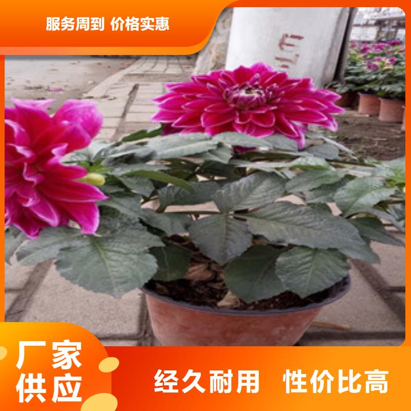 时令草花_耐寒耐旱草花基地产品性能