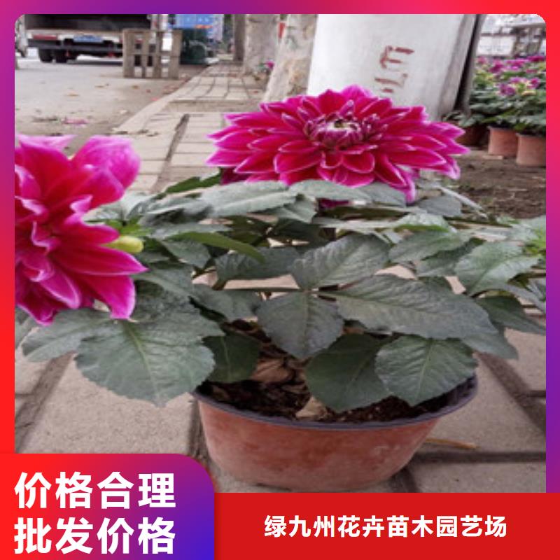 时令草花_花海景观工程高质量高信誉