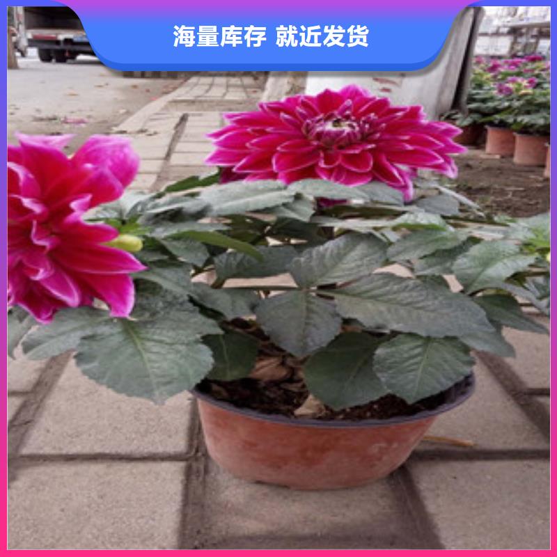 时令草花-耐寒耐旱草花基地高品质现货销售