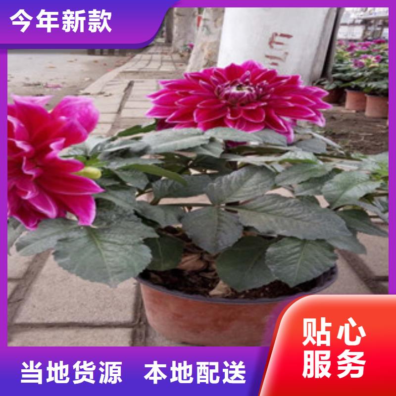 时令草花花海景观工程追求品质