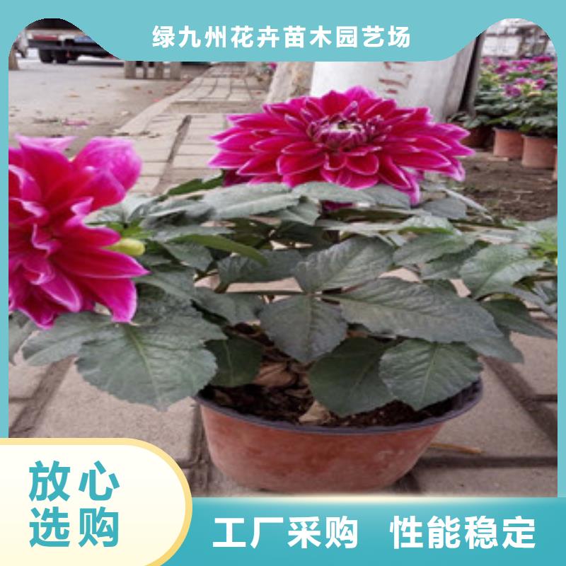 时令草花_耐寒耐旱草花基地当地厂家值得信赖