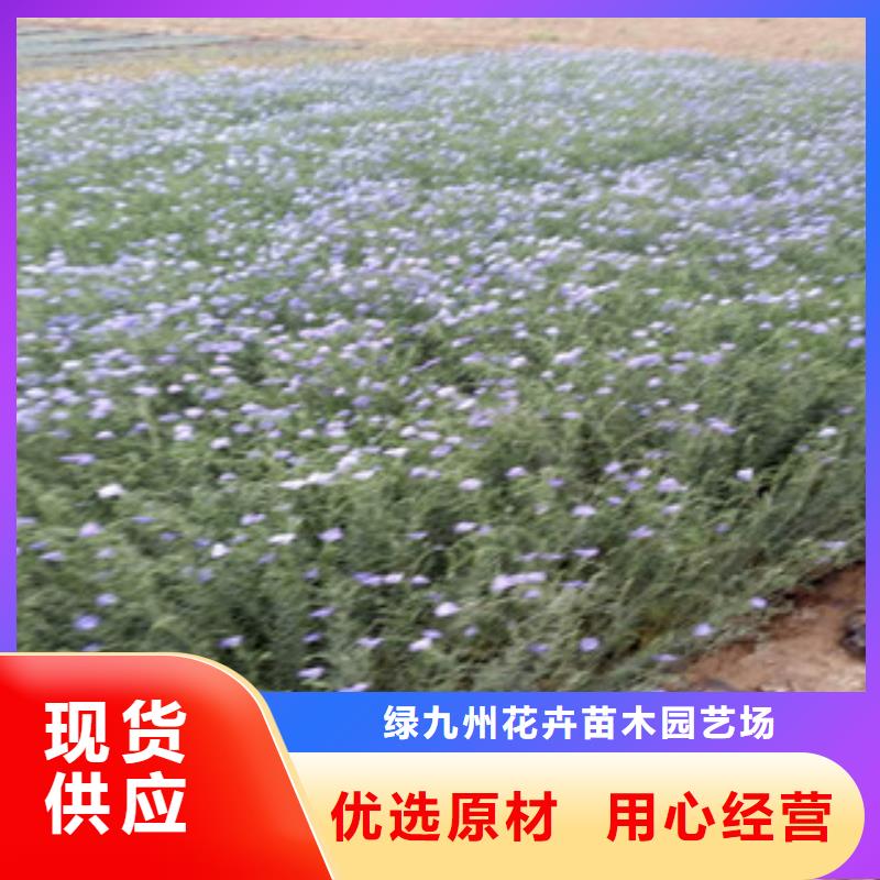 宿根花卉_耐寒耐旱草花基地来图定制