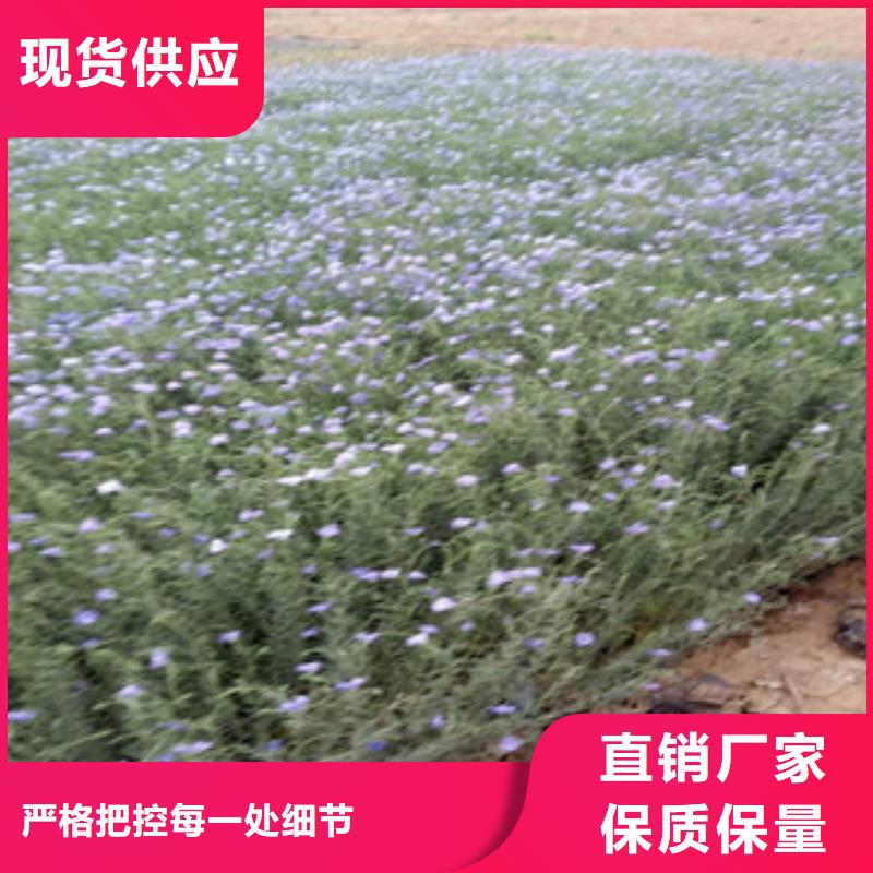 【宿根花卉】水生植物/荷花睡莲型号全价格低