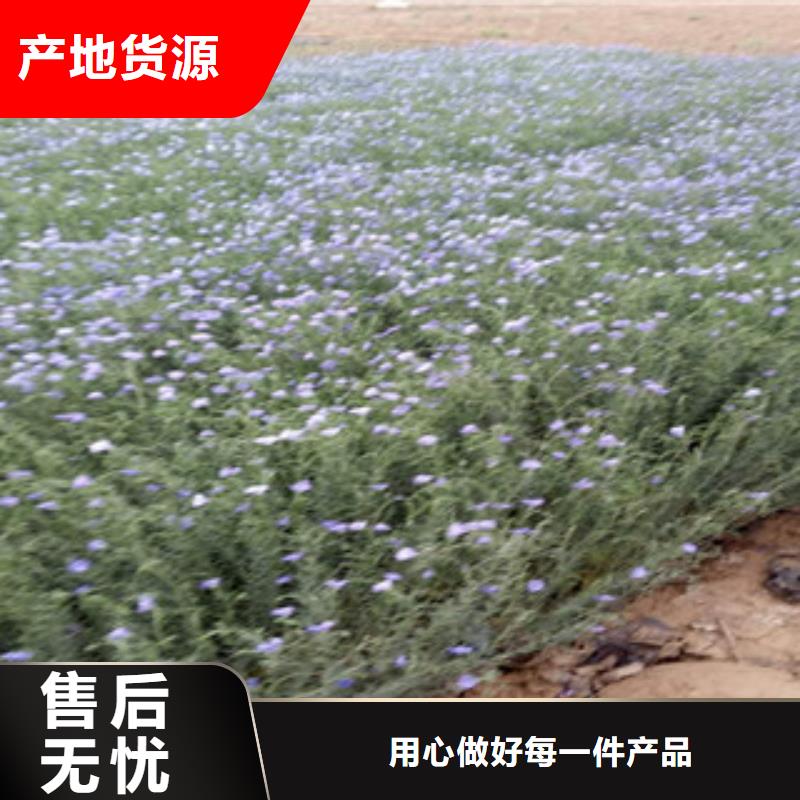 宿根花卉花海景观工程买的放心安兴用的舒心