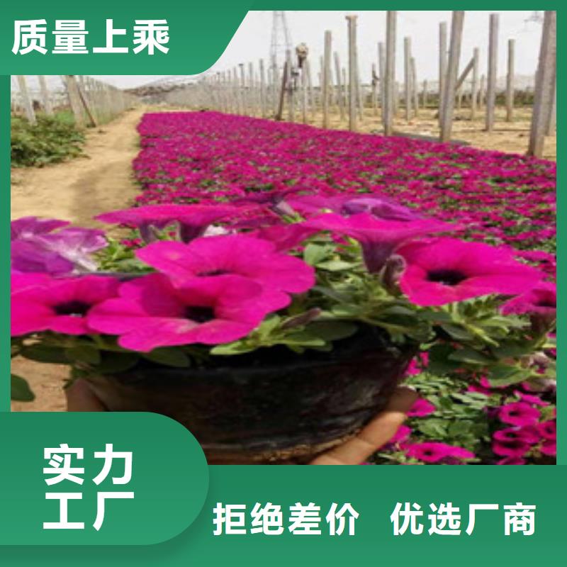 宿根花卉,花海景观工程真材实料