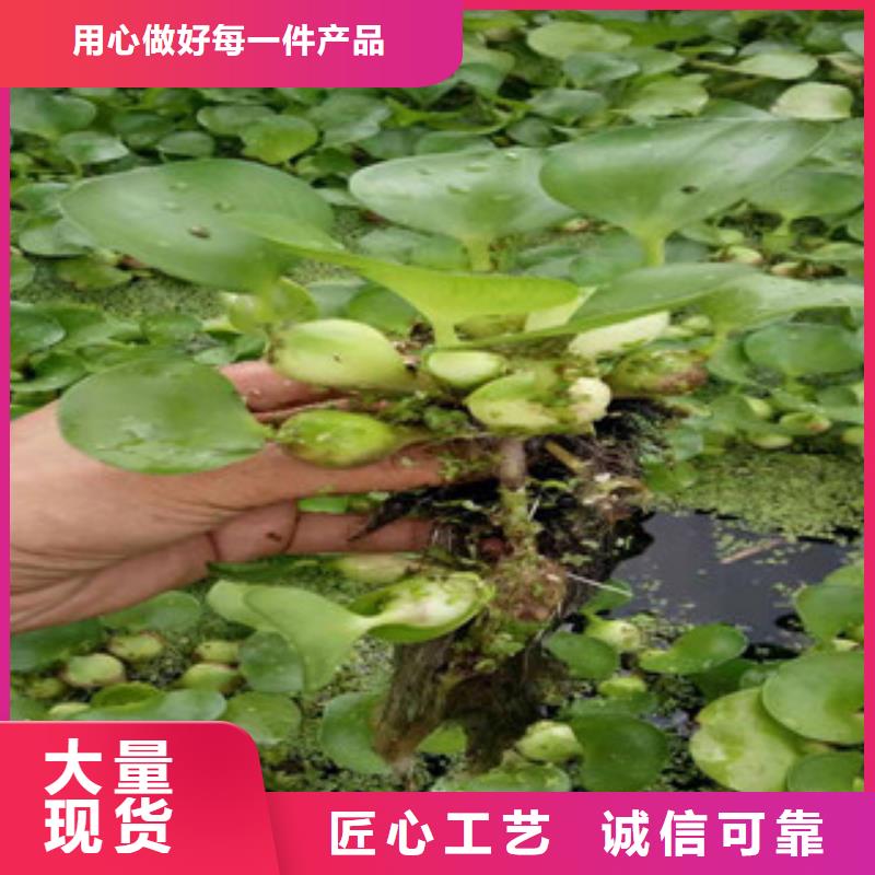 【宿根花卉】耐寒耐旱草花基地用的放心