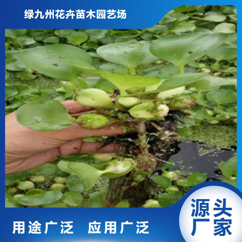 宿根花卉【水生植物/荷花睡莲】支持货到付清