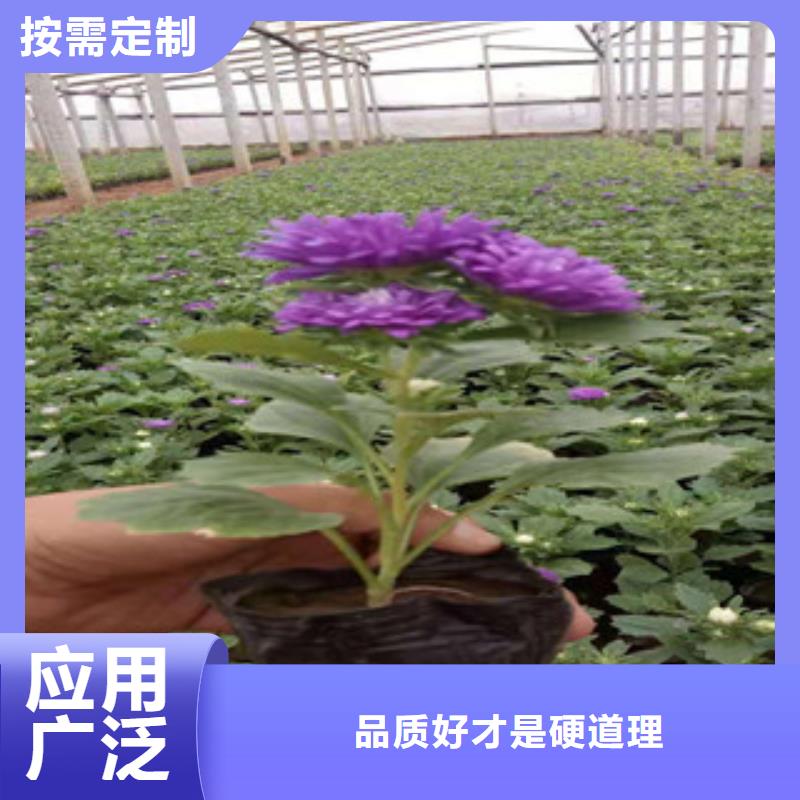 宿根花卉耐寒耐旱草花基地严格把关质量放心